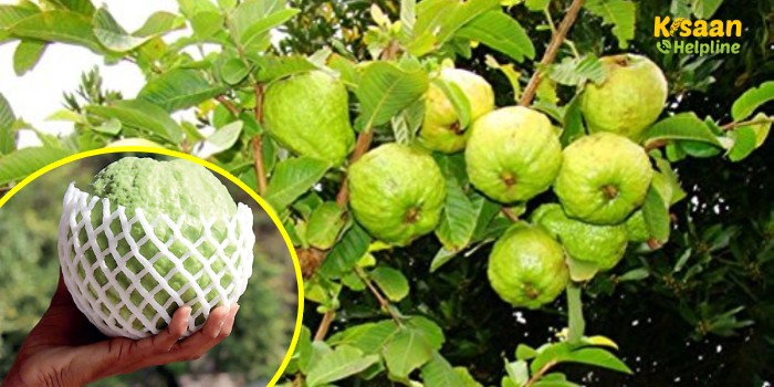 Success Story: एमबीए पास शख्स ने नौकरी छोड़ शुरू की थाई अमरूद की खेती, कमा रहे हैं लाखों Success Story: एमबीए पास शख्स ने नौकरी छोड़ शुरू की थाई अमरूद की खेती, कमा रहे हैं लाखों